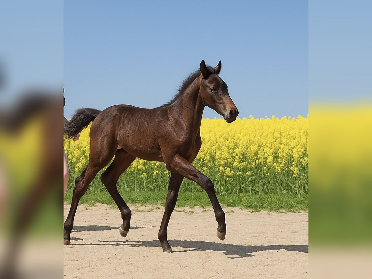 Silesian Mix Mare  Black in Gro&#xDF;hennersdorf