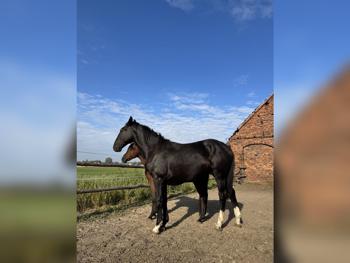 Silesian Stallion 1 year 15,1 hh Black in Ko&#x15B;cian