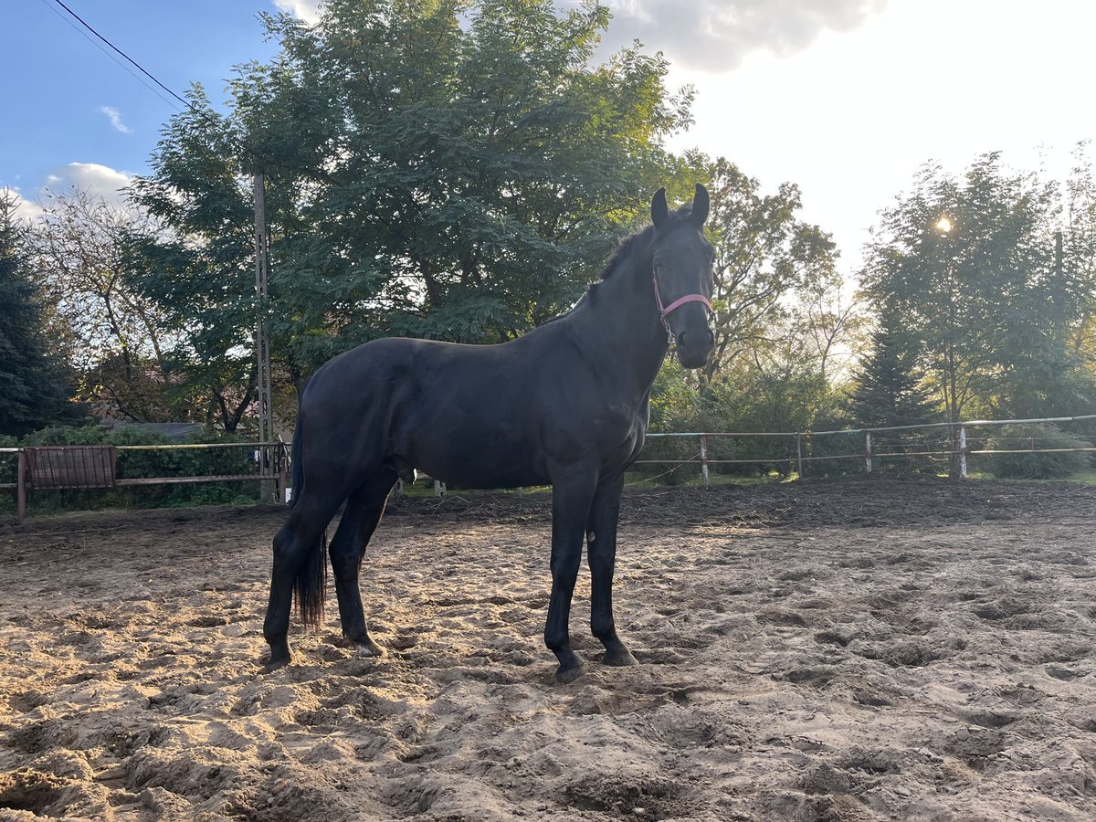 Silesian Stallion 2 years in Ozorków