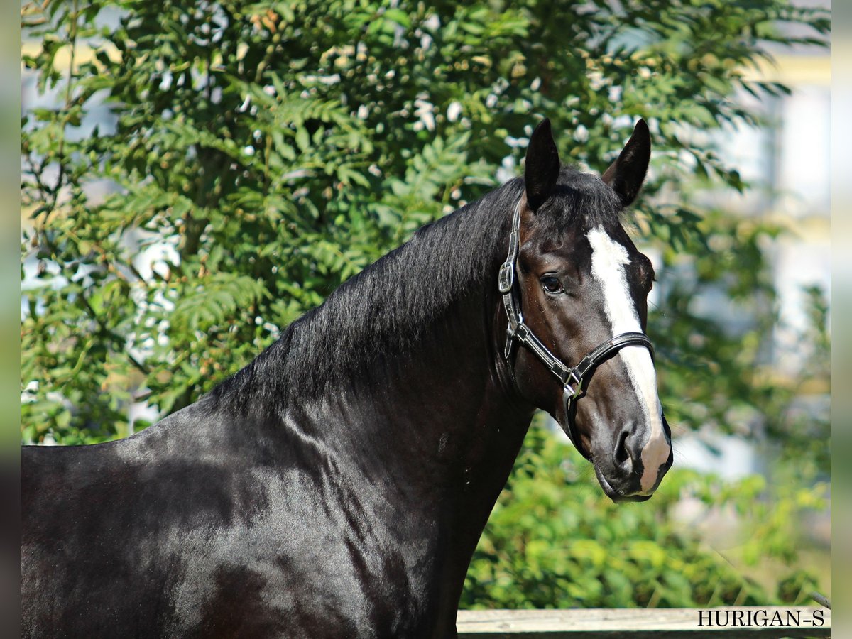 Silesian Stallion 3 years 16,1 hh Black in KAMNIK