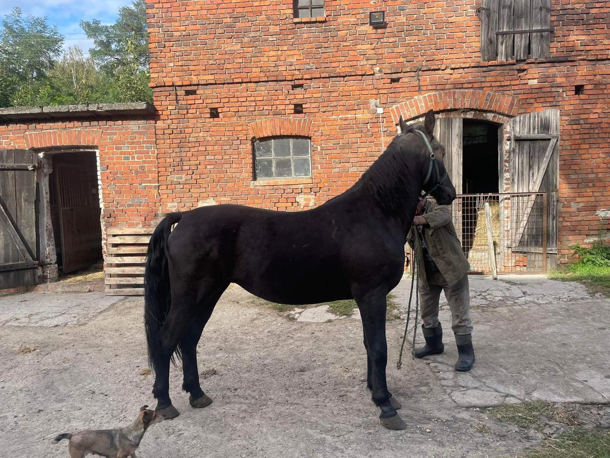 Silesian Mix Stallion 4 years 16,3 hh Black in &#x15A;migiel