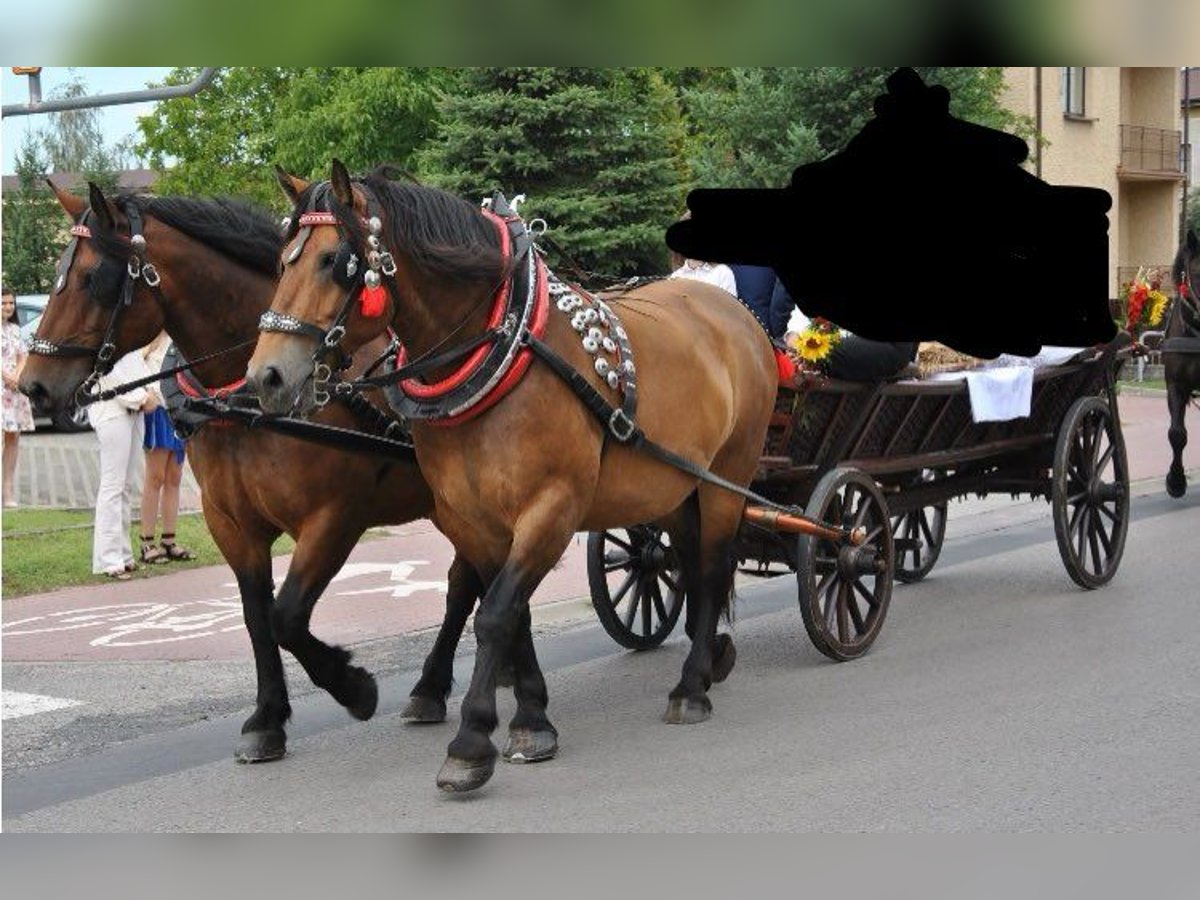 Silesiano Caballo castrado 10 años Castaño rojizo in Kłyżów