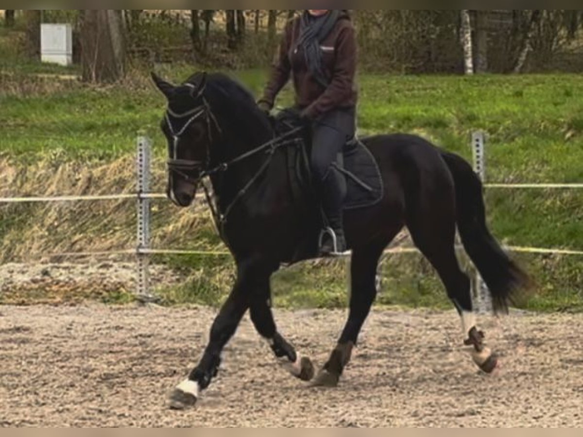 Silesiano Caballo castrado 3 años 169 cm Castaño oscuro in Ebermannsdorf