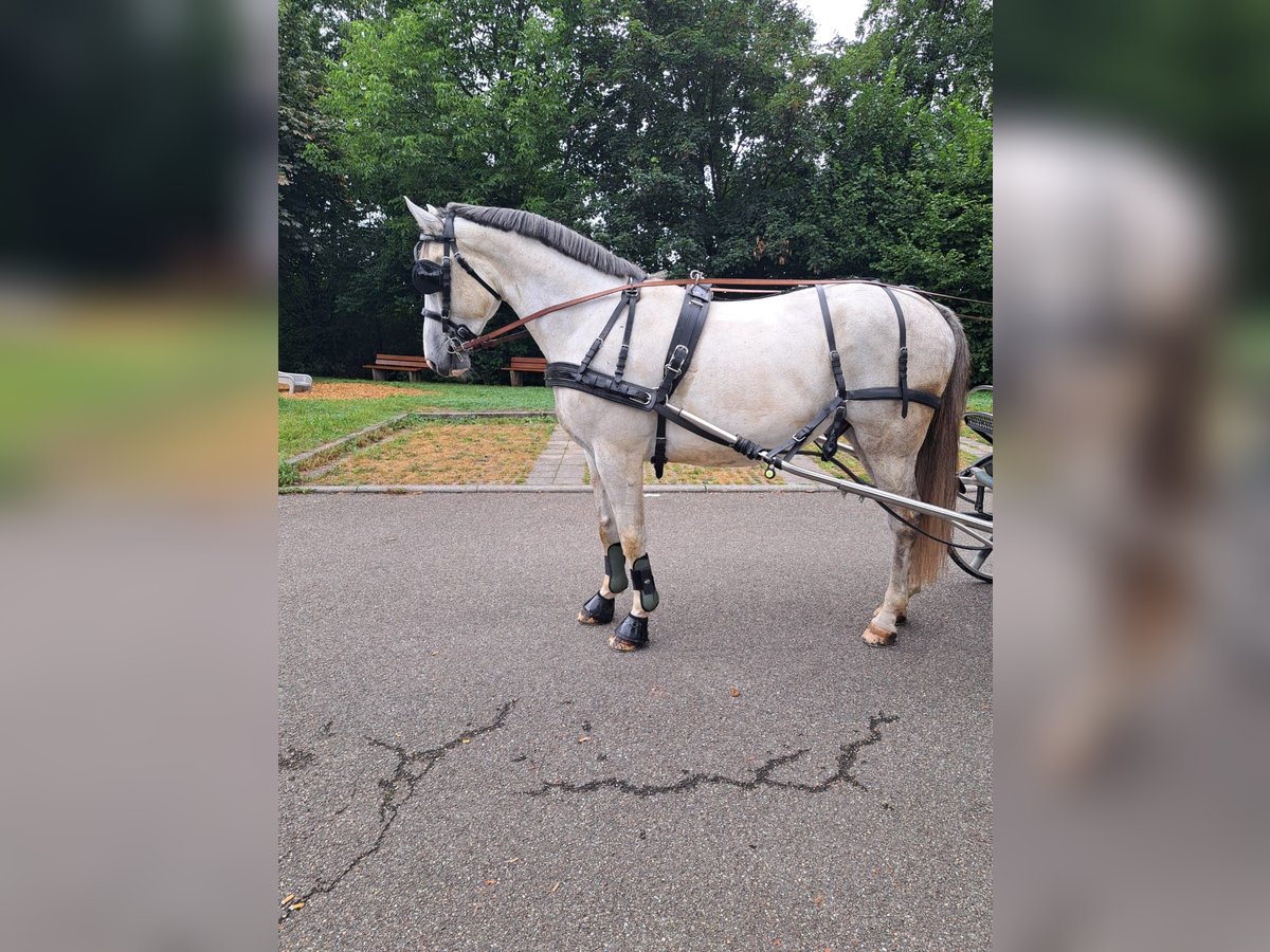 Silesiano Caballo castrado 5 años 165 cm Tordo rodado in Winnenden