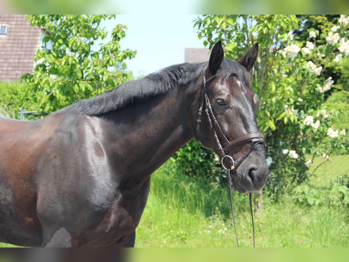 Silesiano Caballo castrado 6 años 165 cm Negro in Landshut