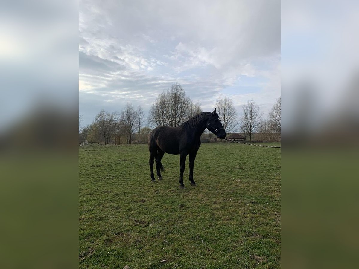 Silesiano Caballo castrado 6 años Negro in Przęsocin