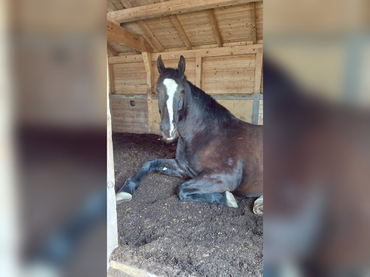 Silesiano Caballo castrado 7 años 168 cm Negro in Asbach(Westerwald)