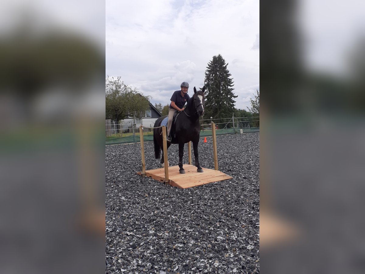 Silesiano Caballo castrado 8 años 168 cm Negro in Asbach(Westerwald)