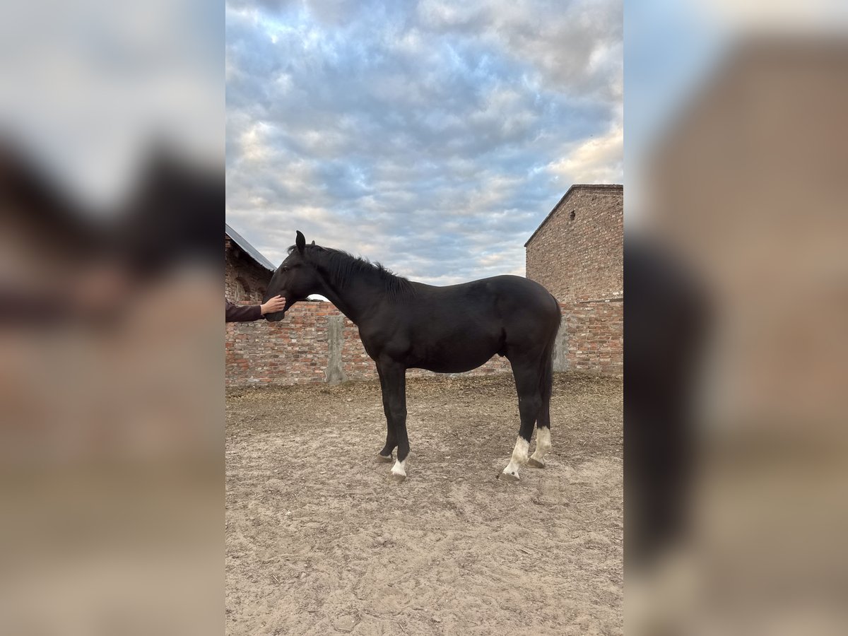 Silesiano Semental 1 año Negro in Ko&#x15B;cian