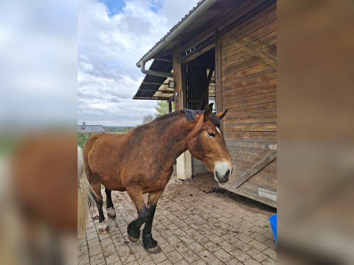 Silesiano Yegua 16 años 163 cm Castaño in Ostrach