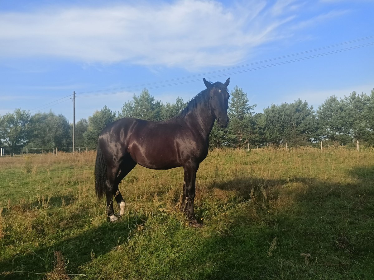 Silesiano Yegua 2 años 167 cm Negro in Bogdaniec