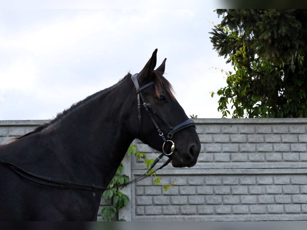 Silesiano Yegua 4 años 160 cm Negro in Krotoszyn