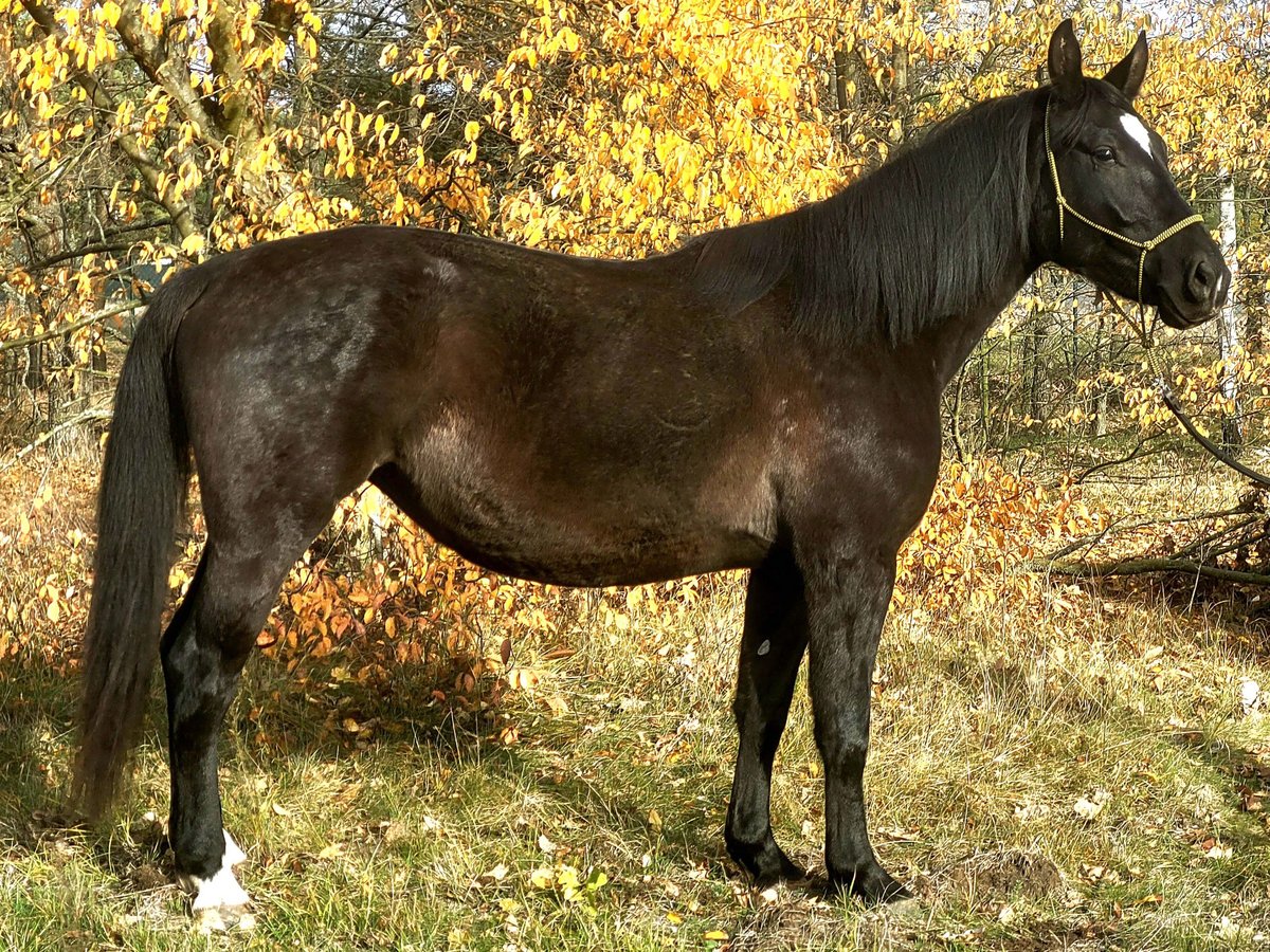 Silesiano Yegua 4 años 168 cm Negro in Wilcze Tu&#x142;owskie