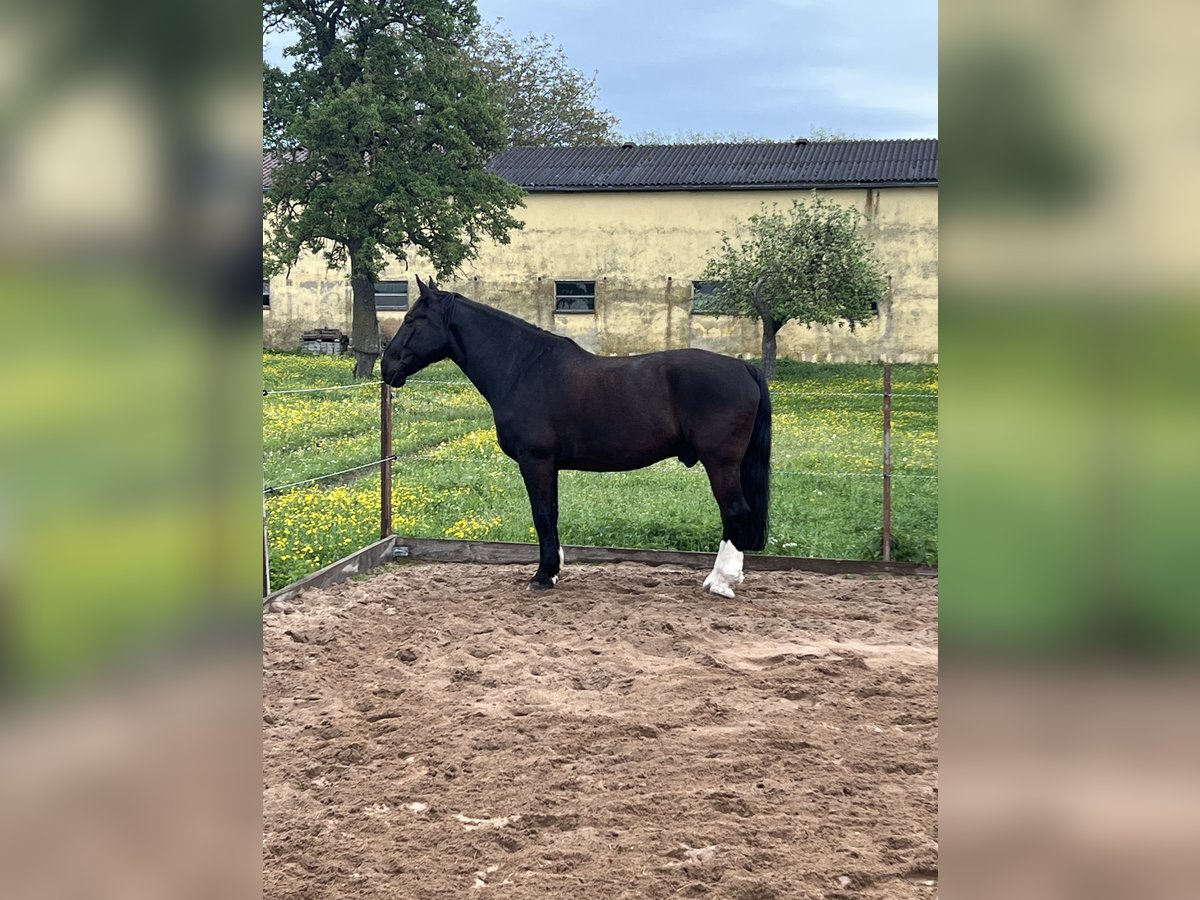 Silésien Hongre 11 Ans 168 cm Noir in Obernzenn