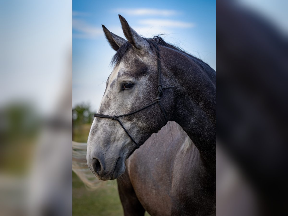 Silésien Hongre 5 Ans Gris in Modl&#x119;cin
