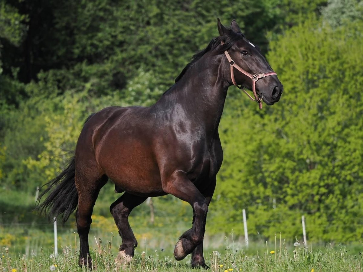 Silésien Hongre 8 Ans 164 cm Noir in Freisen