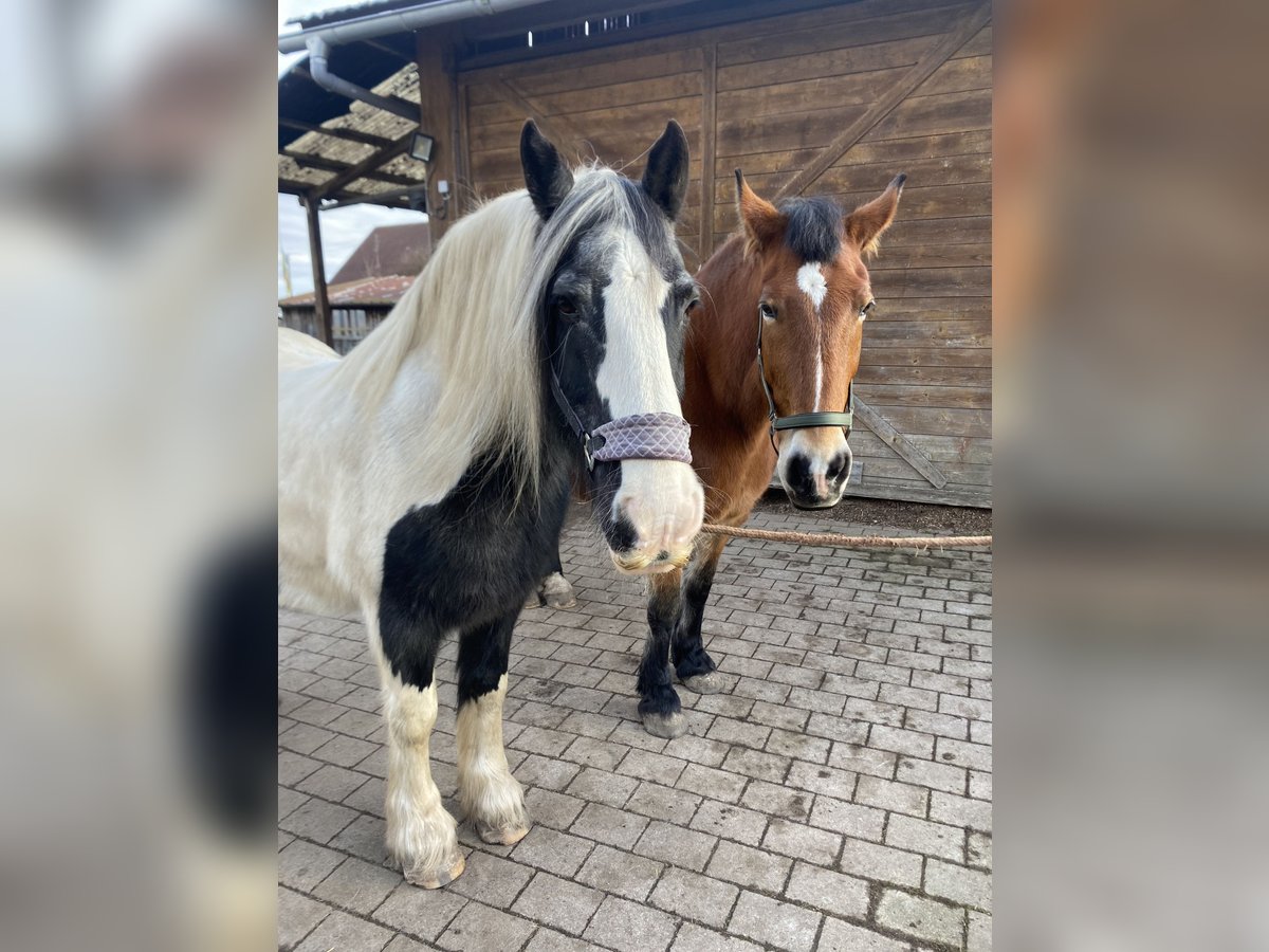 Silésien Jument 17 Ans 161 cm Pinto in Ostrach