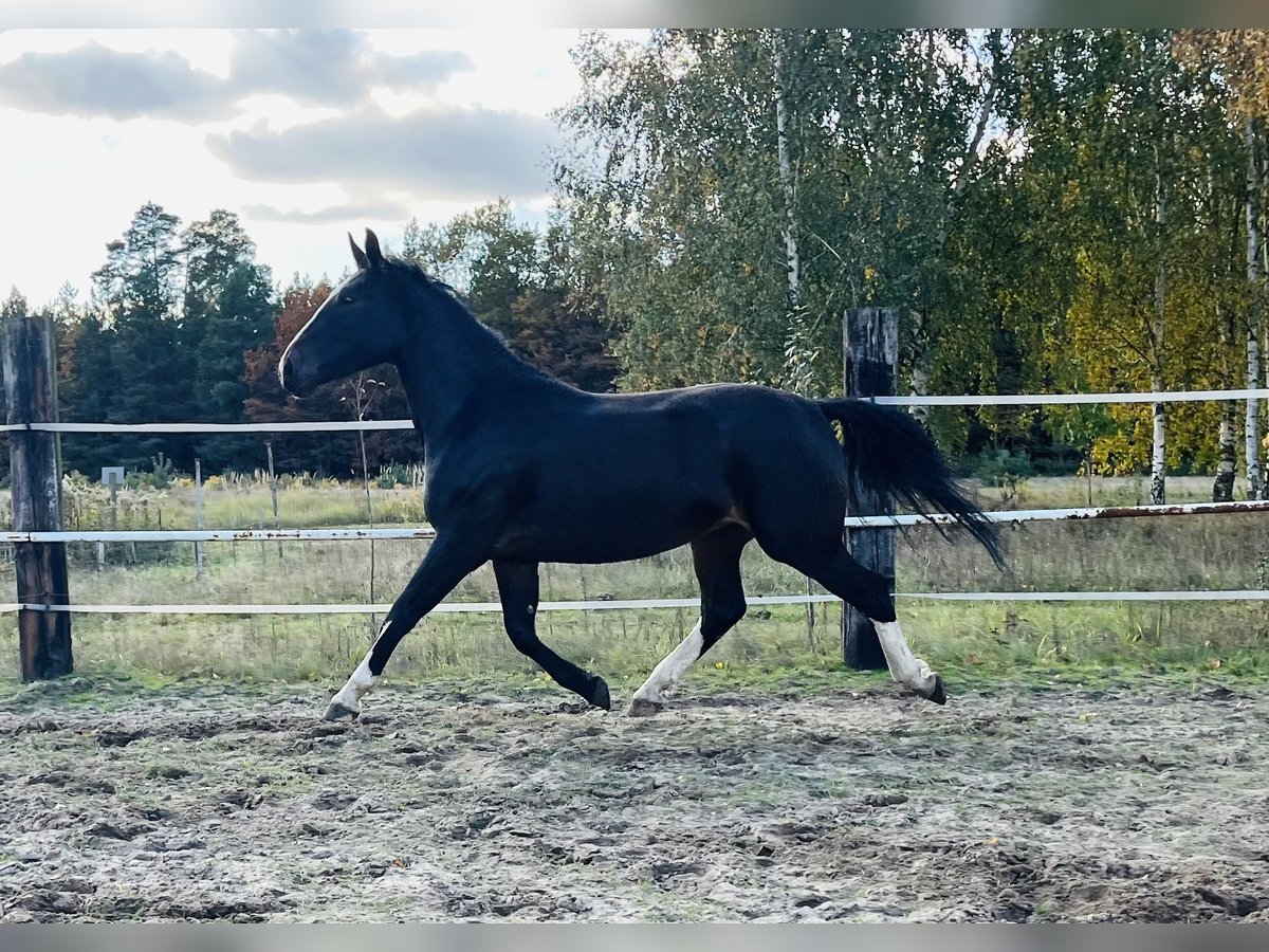 Silésien Jument 3 Ans 167 cm Bai brun foncé in Zdzierczyzna