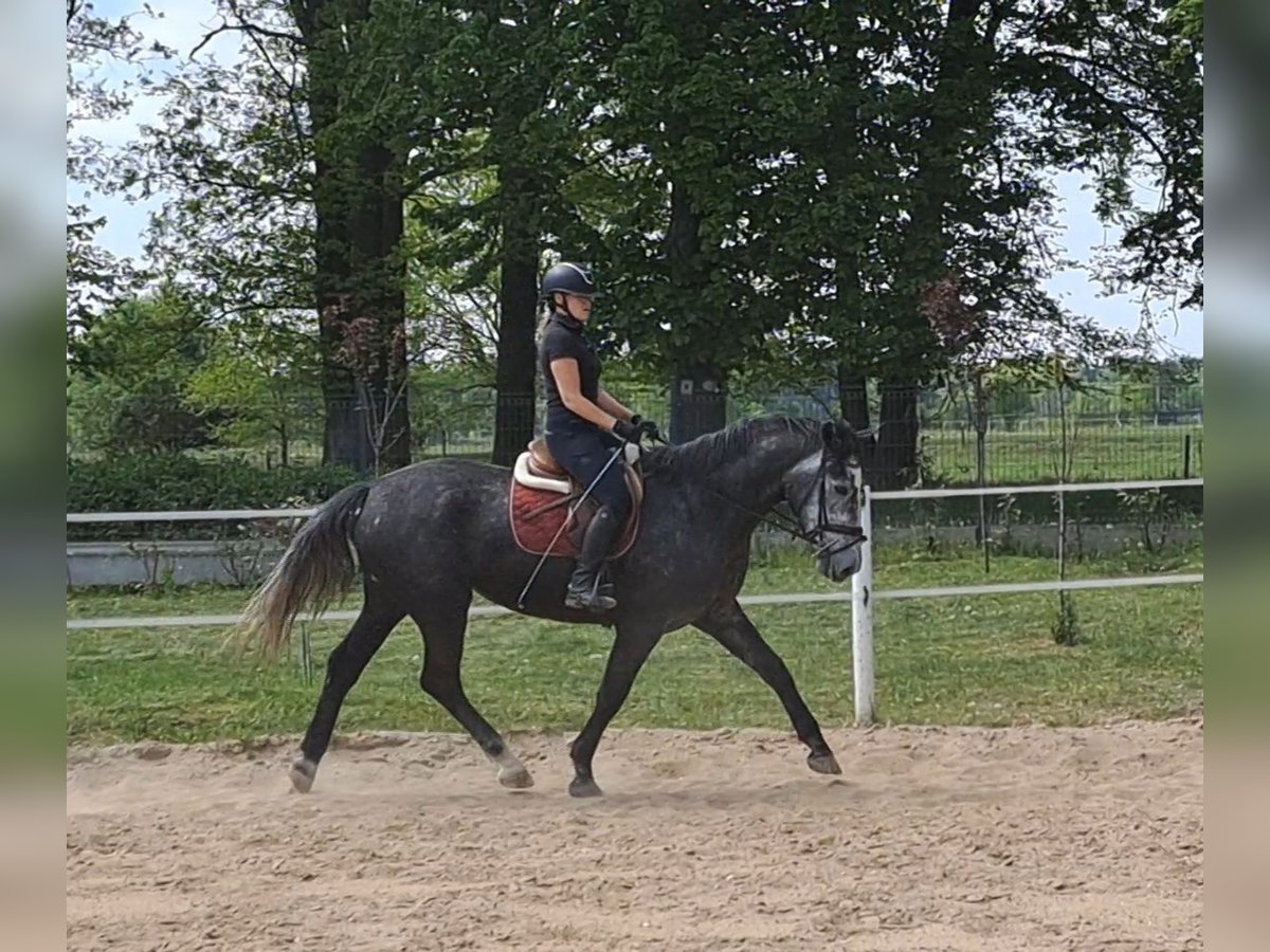Silésien Jument 4 Ans 172 cm Gris in Forst