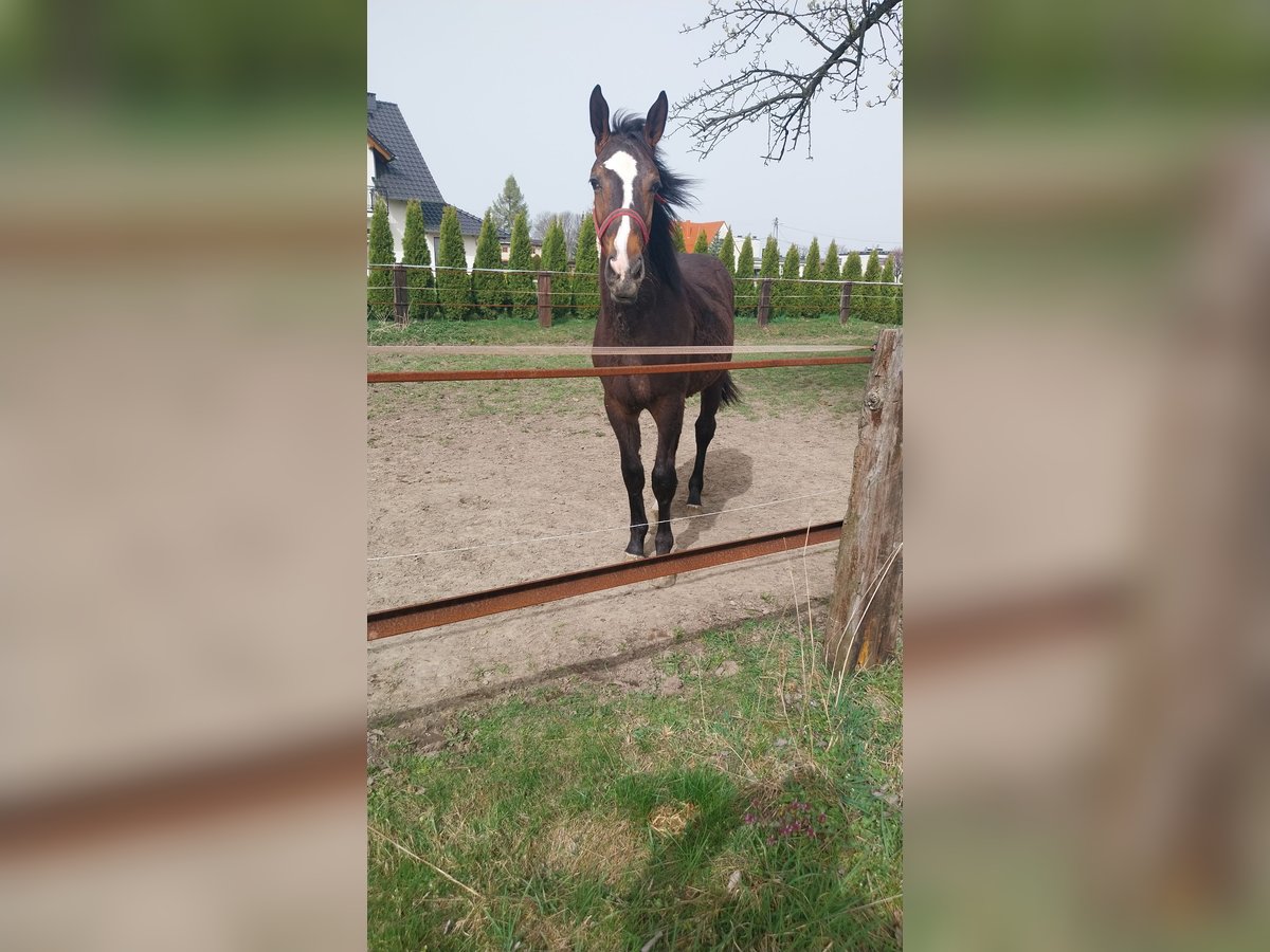Silesisk häst Hingst 1 år 148 cm Mörkbrun in Olszowa