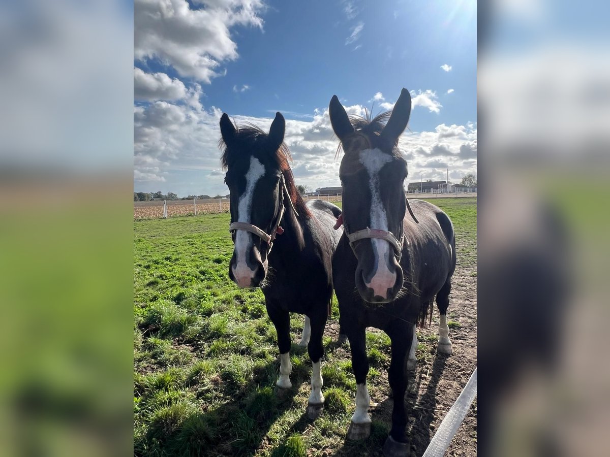 Silesisk häst Hingst 5 år 175 cm Mörkbrun in Bogucice