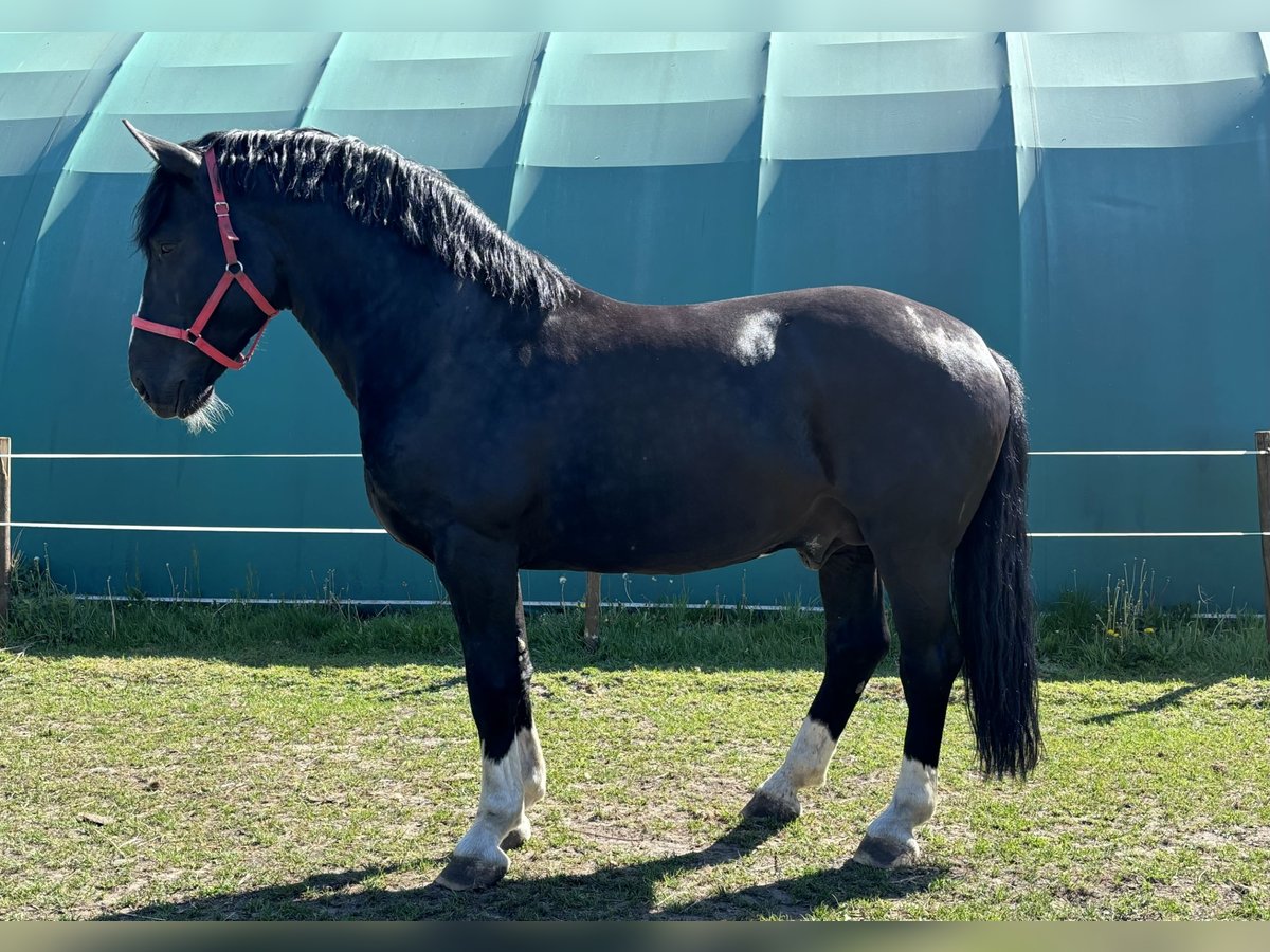 Silesisk häst Hingst Svart in Iłowa