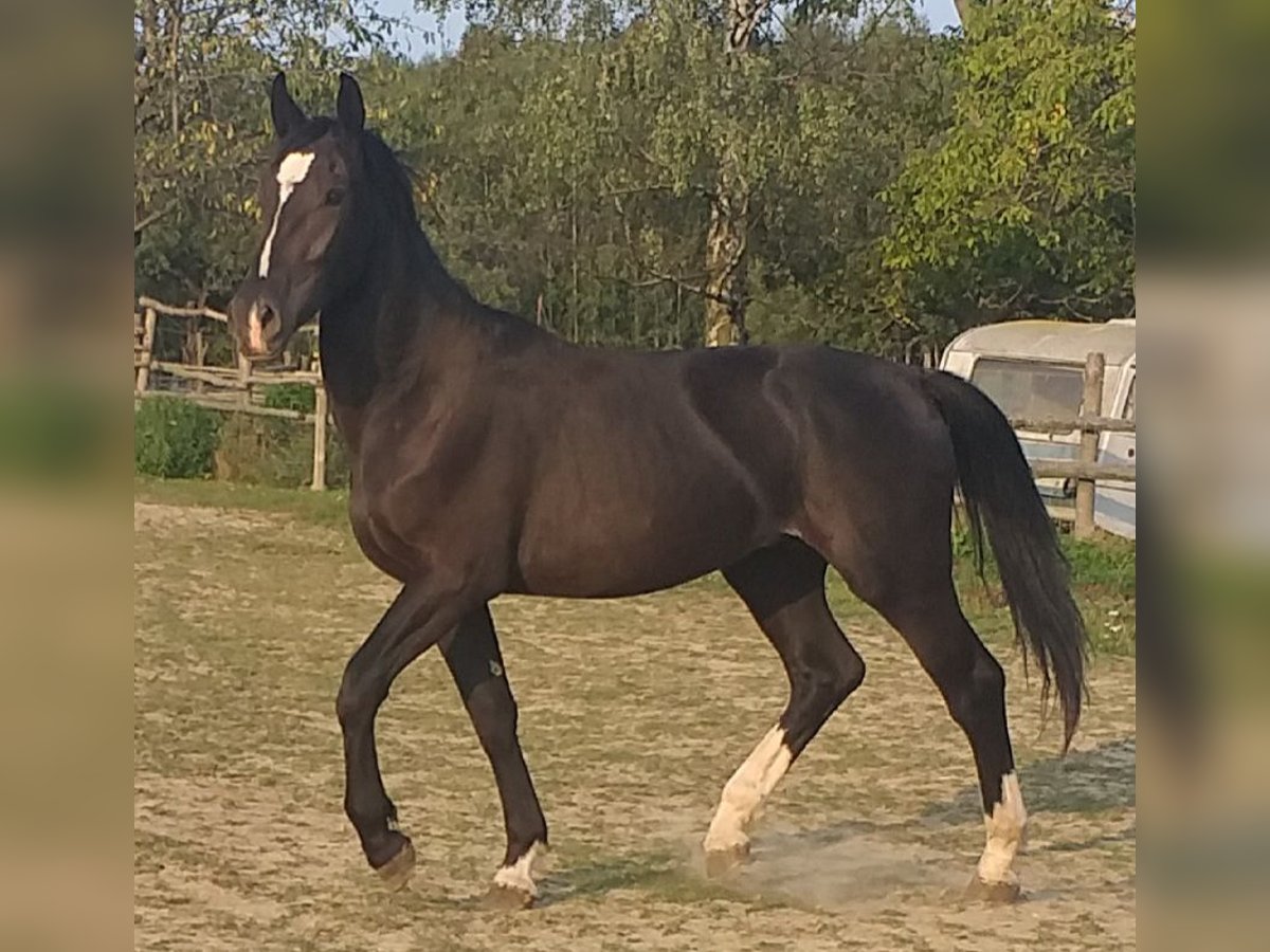 Silesisk häst Valack 2 år 167 cm Svart in Wyręba