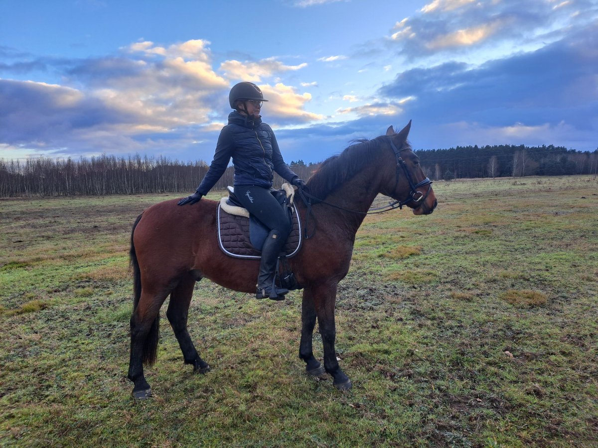 Silesisk häst Blandning Valack 3 år 158 cm Brun in Forst