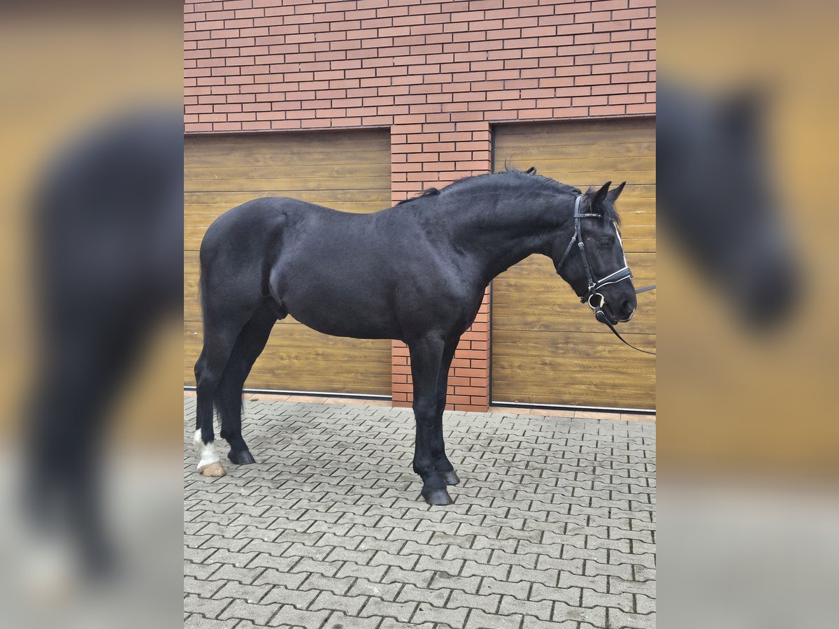 Silesisk häst Valack 3 år 161 cm Svart in Rawicz