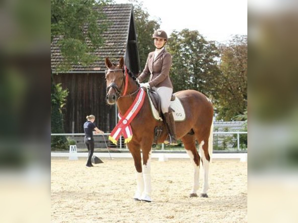 Sir Quickstep SMW Pintos Hengst Gevlekt-paard in Achau