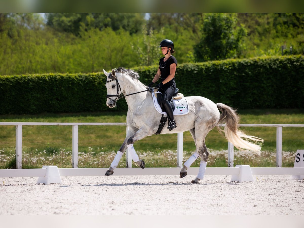 Slovacco Castrone 9 Anni 173 cm Grigio in Lednice