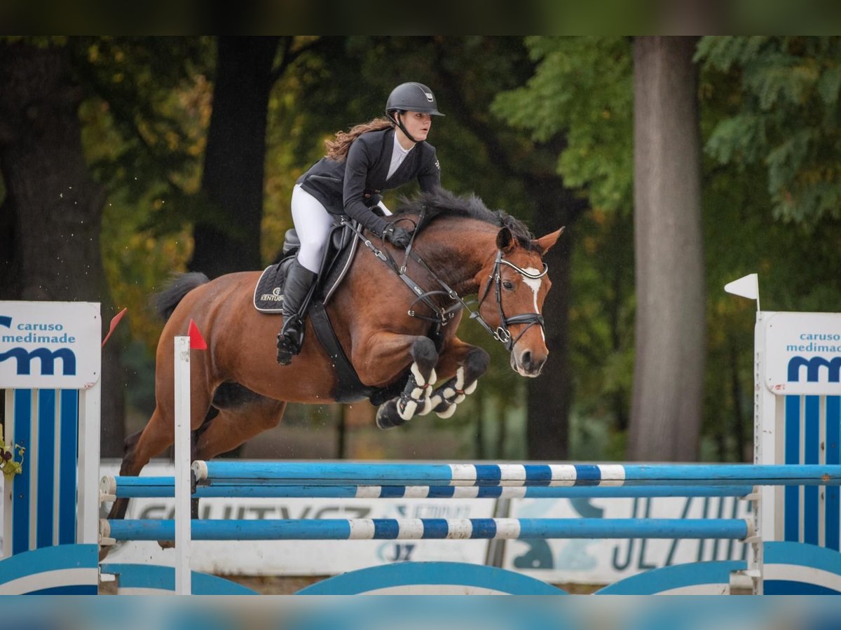 Slovacco Giumenta 11 Anni 165 cm Baio in Lite&#x148;