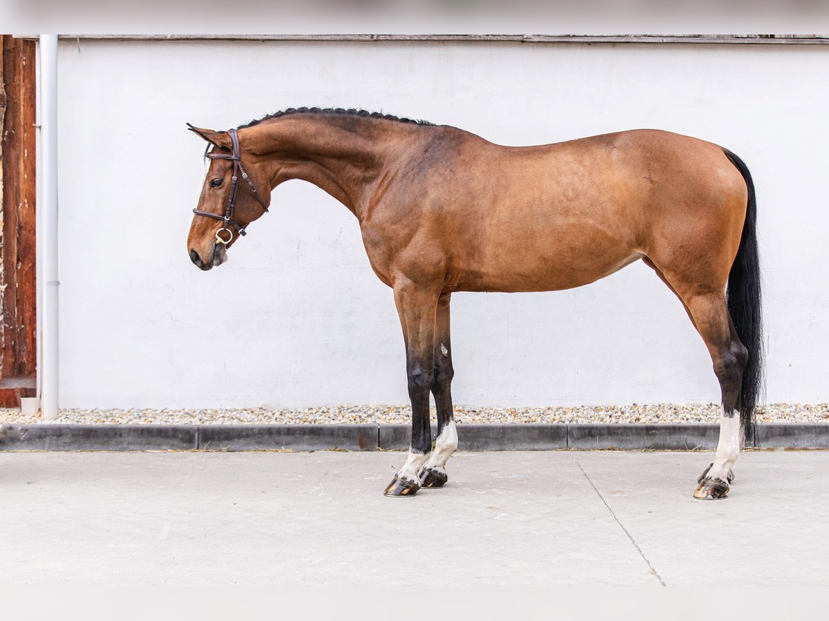 Slovacco Giumenta 11 Anni 170 cm in Trenčín