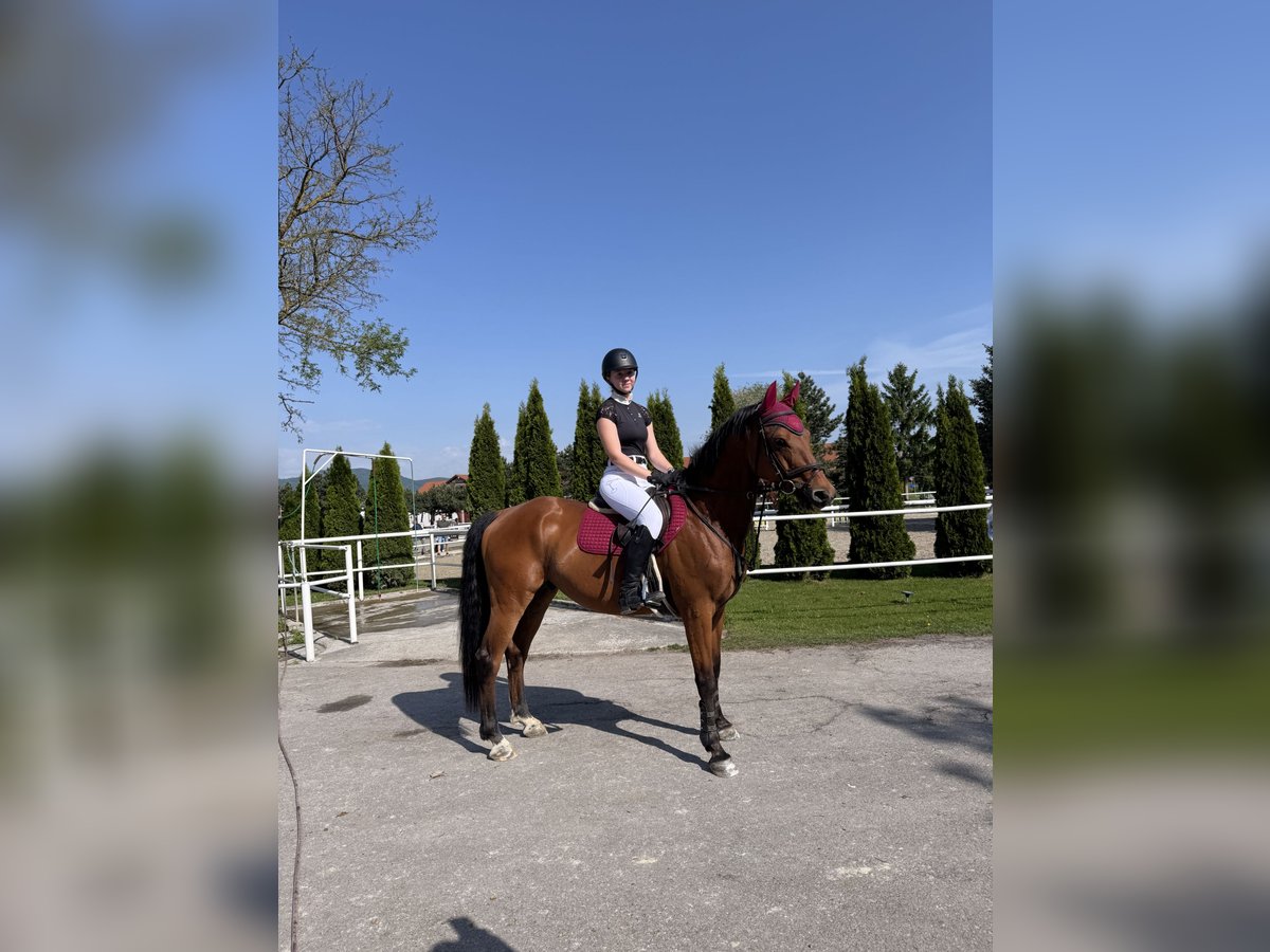 Slovak Warmblood Gelding 12 years 16 hh Brown in &#x160;amor&#xED;n