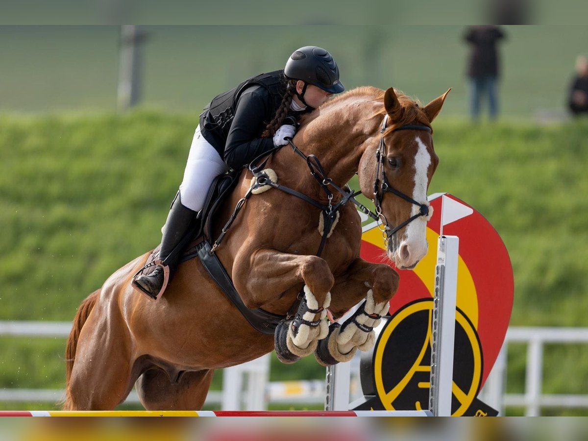 Slovak Warmblood Gelding 14 years 17 hh Chestnut in Mladá Boleslav