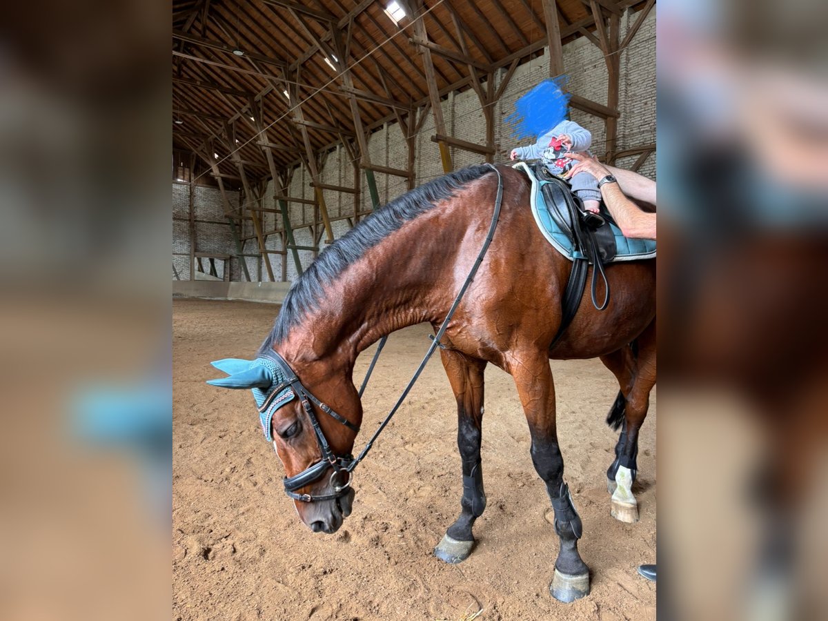 Slovak Warmblood Gelding 16 years 17 hh Brown in Aying