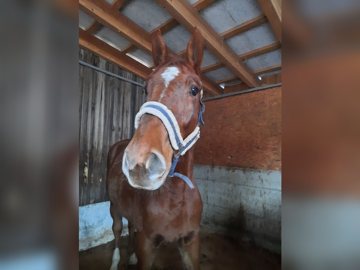 Slovak Warmblood Gelding 3 years 16,2 hh Chestnut-Red in Kimpling