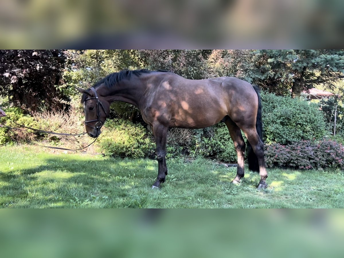 Slovak Warmblood Gelding 4 years 15,3 hh Bay-Dark in Volanice