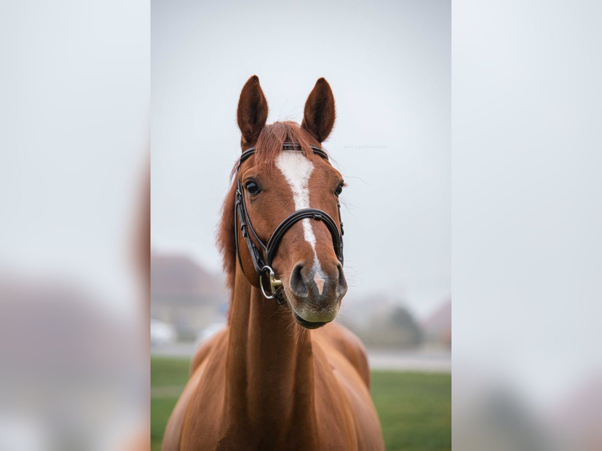 Slovak Warmblood Gelding 4 years 16 hh Chestnut in V&#xED;g&#x13E;a&#x161;