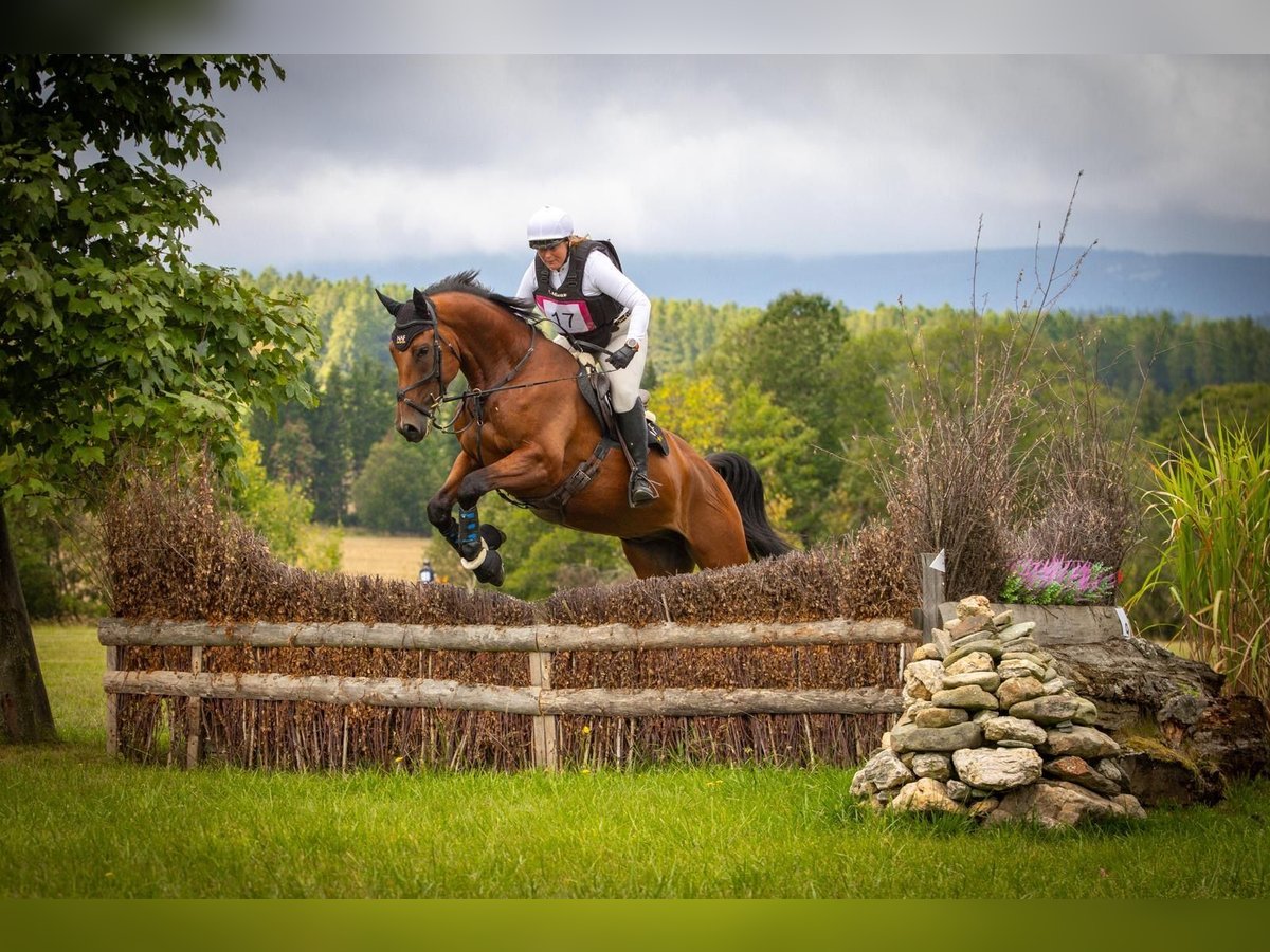 Slovak Warmblood Gelding 5 years 17 hh Brown in Traidendorf
