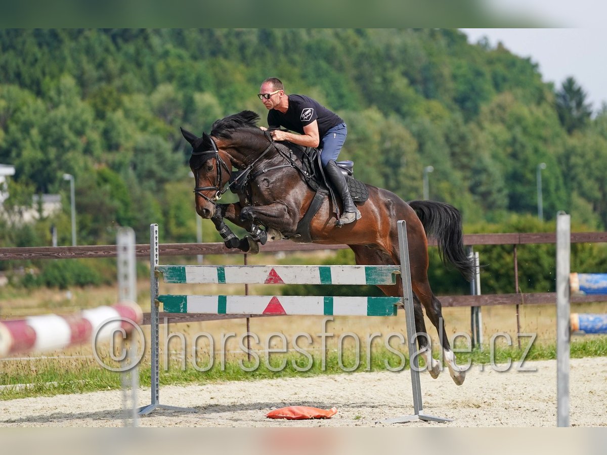 Slovak Warmblood Gelding 6 years 17 hh Bay-Dark in Ceske Budejovice