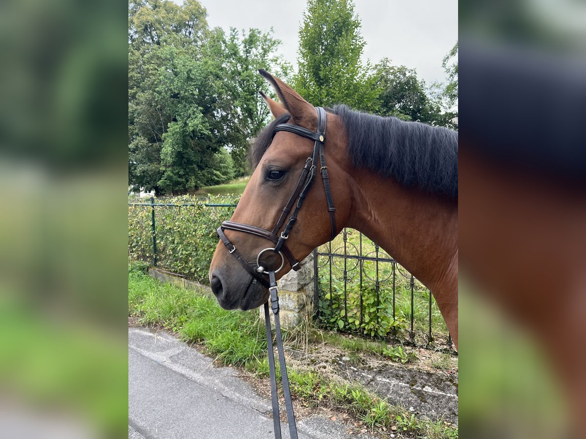 Slovak Warmblood Gelding 7 years 15,2 hh Bay in Oberaurach