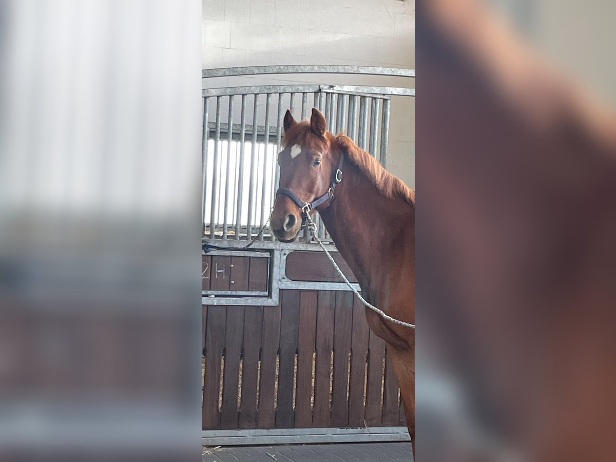 Slovak Warmblood Gelding 7 years 15,2 hh Chestnut-Red in Dohren