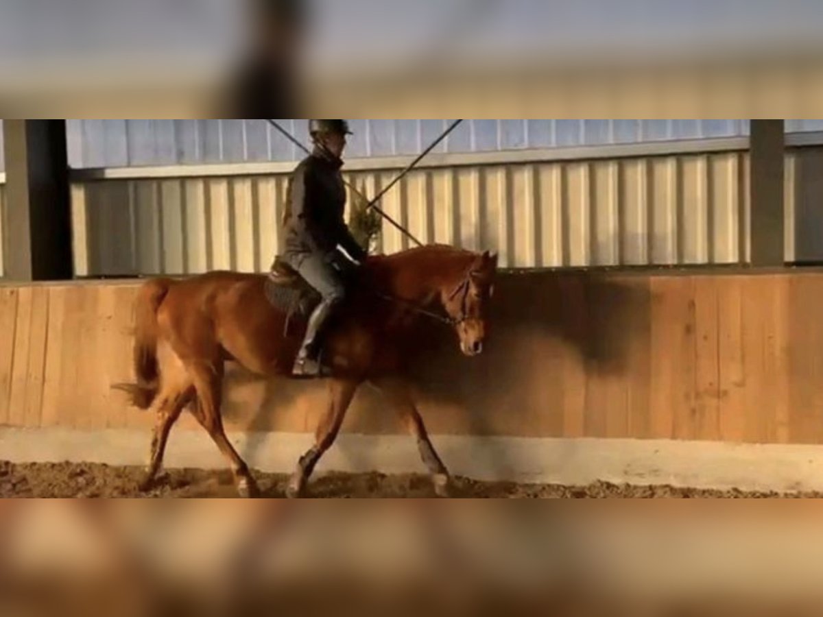 Slovak Warmblood Gelding 7 years 15,2 hh Chestnut-Red in Herzlake