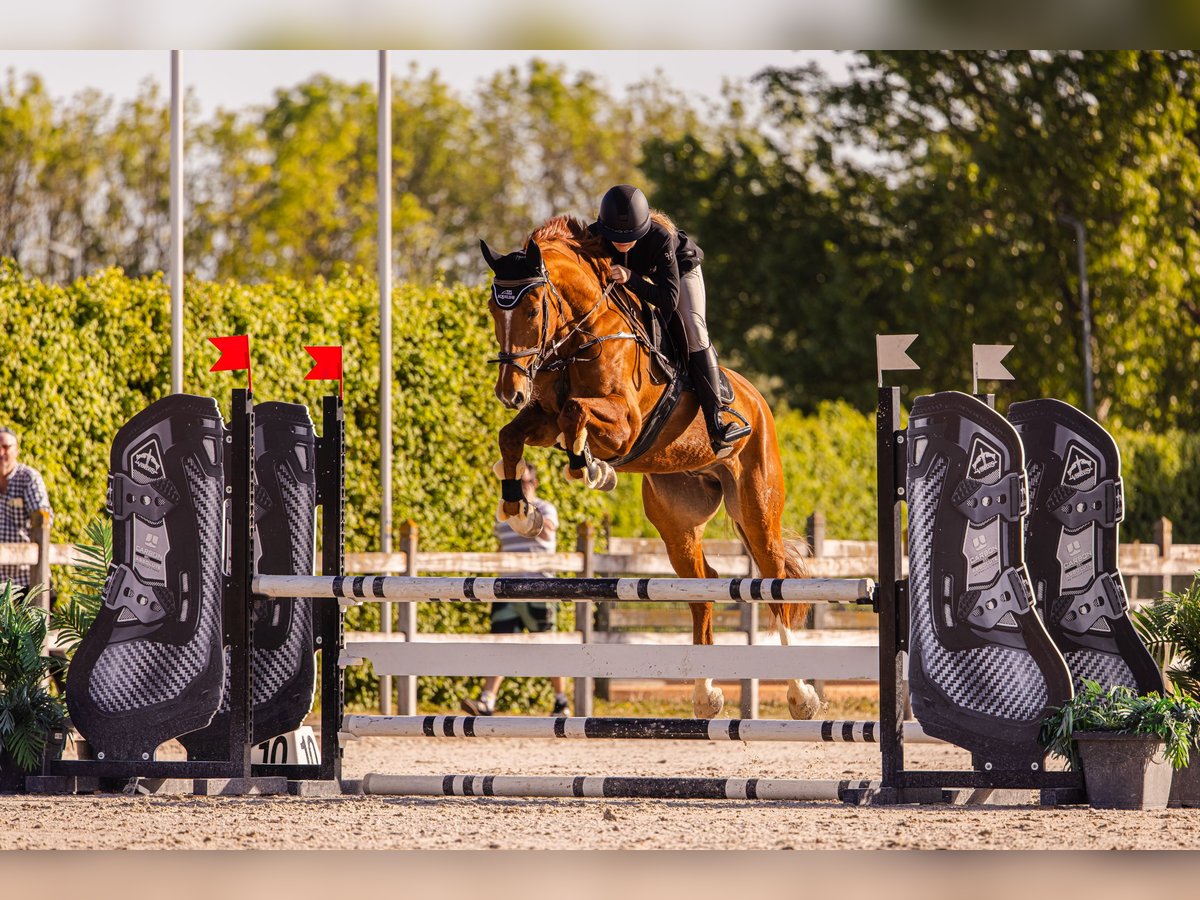 Slovak Warmblood Gelding 7 years 16,3 hh Chestnut in Prievidza