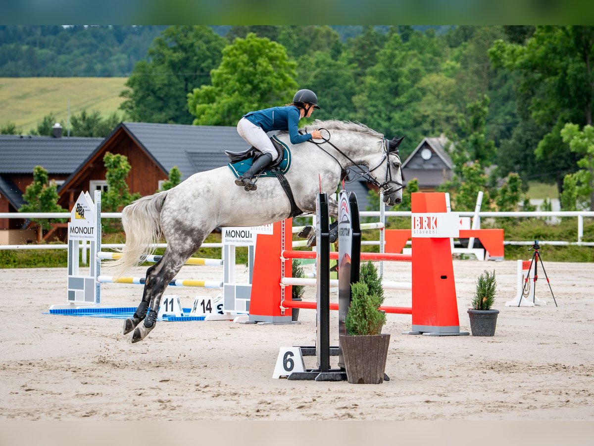 Slovak Warmblood Gelding 7 years 17,3 hh Gray in Tuhaň