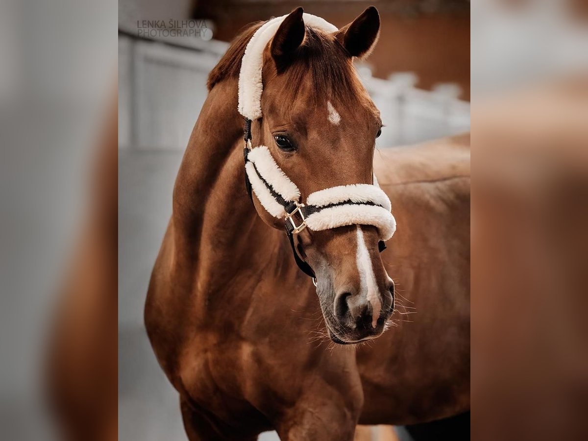 Slovak Warmblood Mare 11 years 16,2 hh Chestnut in Prag