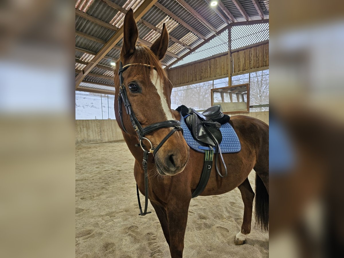 Slovak Warmblood Mare 14 years 16,1 hh Chestnut-Red in Breitenfurt bei Wien