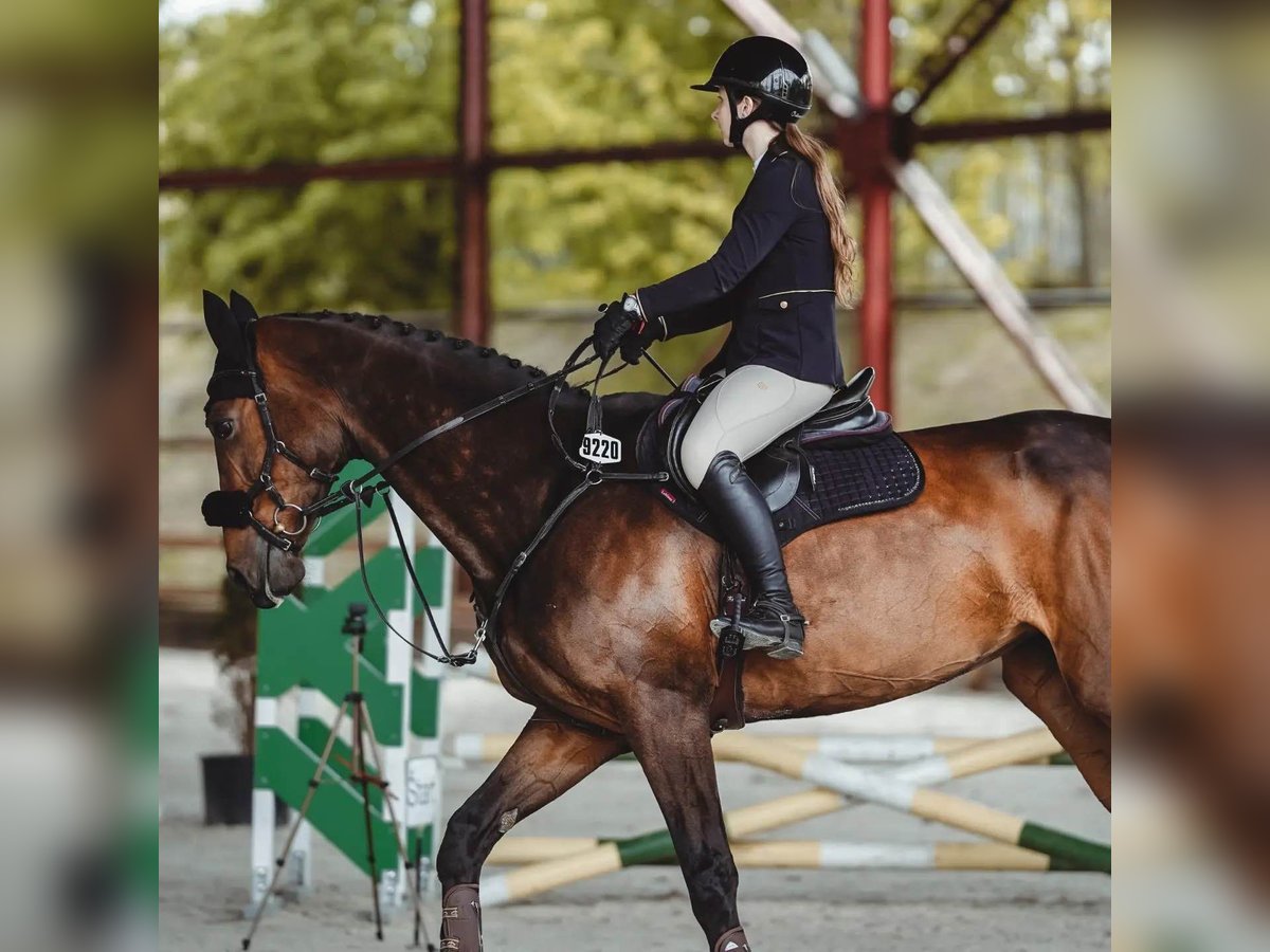 Slovak Warmblood Mare 15 years 17 hh Bay-Dark in Ko&#x161;ice