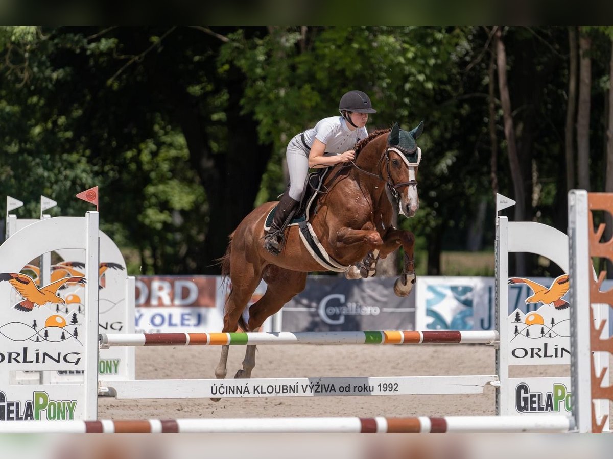 Slovak Warmblood Mare 4 years 16 hh Chestnut in Mladá Boleslav